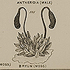 Page of text and images of various characae—freshwater algae—from Chapman’s Evolution of life.