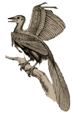 Drawing of restored Archeopteryx, from Romanes' Darwinism illustrated.