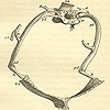  Images of a bird thorax and an ideal typical vertebra column in Owen’s On the nature of limbs.