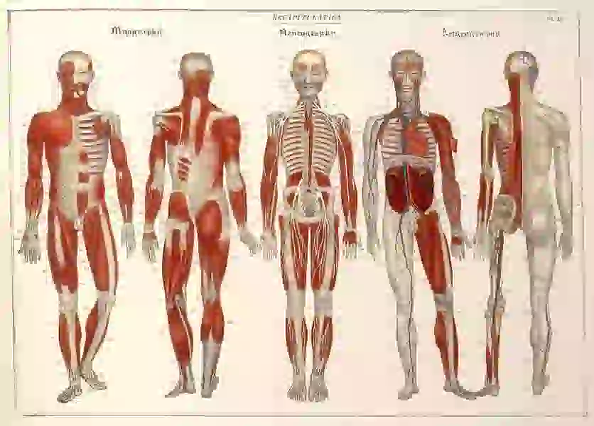 Five dissected male figures lined up to show muscular and skeletal anatomy