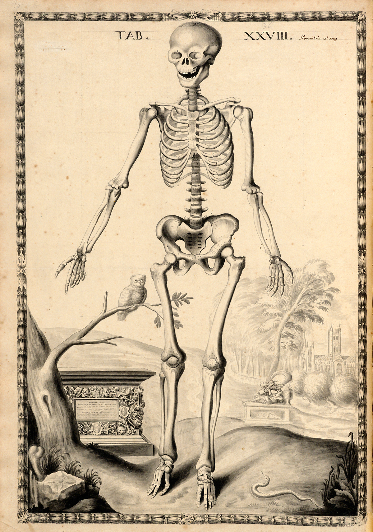 Frontview of a human skeleton