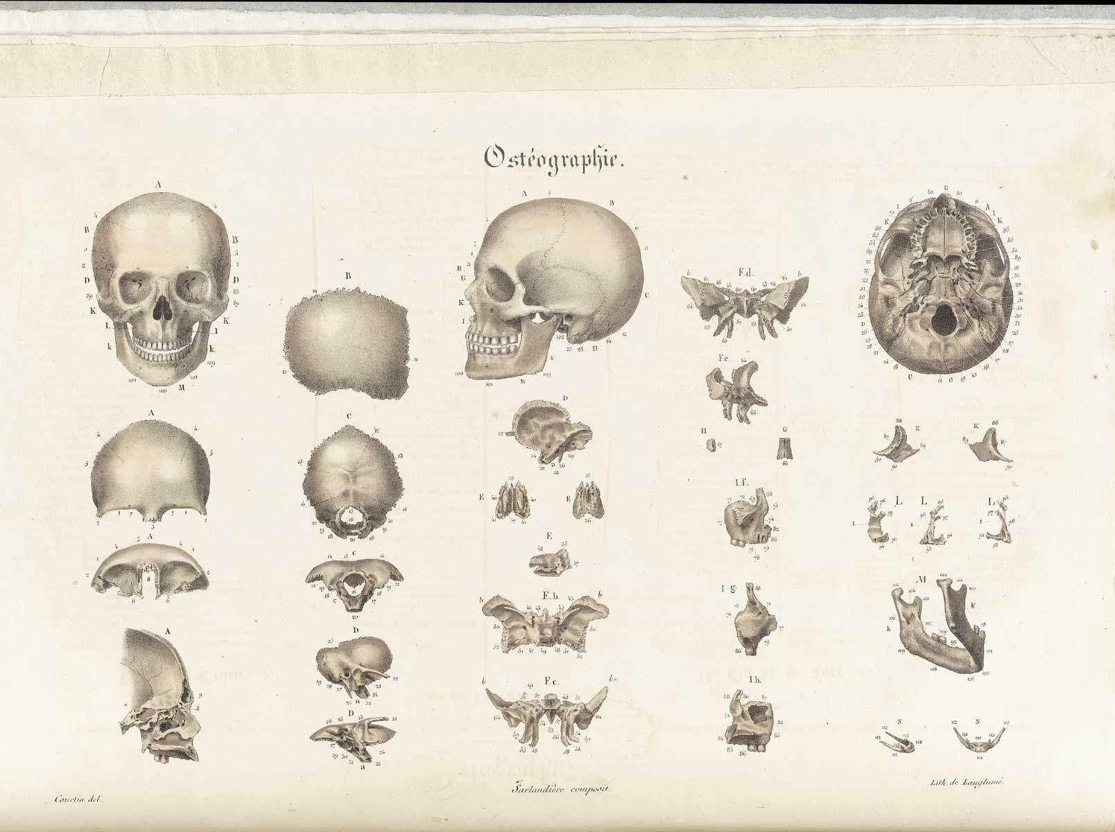 Anatomy 18. Анатомический атлас 19 века. Анатомическая иллюстрация 19 век. Анатомический атлас 18 века.