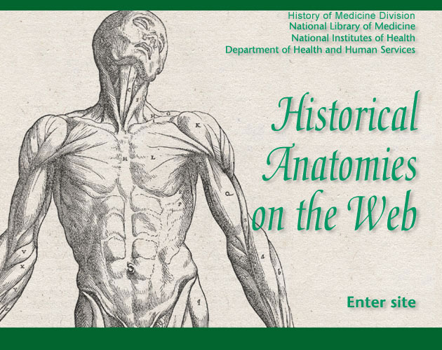 On the left side of the image is the illustrated woodcut of the first muscle plate from Andreas Vesalius' De corporis humani fabrica libri septem. It is a full-length frontal view of a flayed corpse with its head tilted back to the left displaying the muscles of the front of the body. On the right side are the words in green writing Historical Anatomies on the Web enter site.