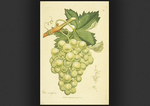 Scientific drawing of the plant Vitis Vinifera (grape vine)