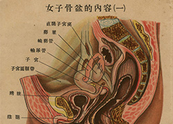 Page of text from a fold-out booklet with anatomical illustrations of the female reproductive anatomy