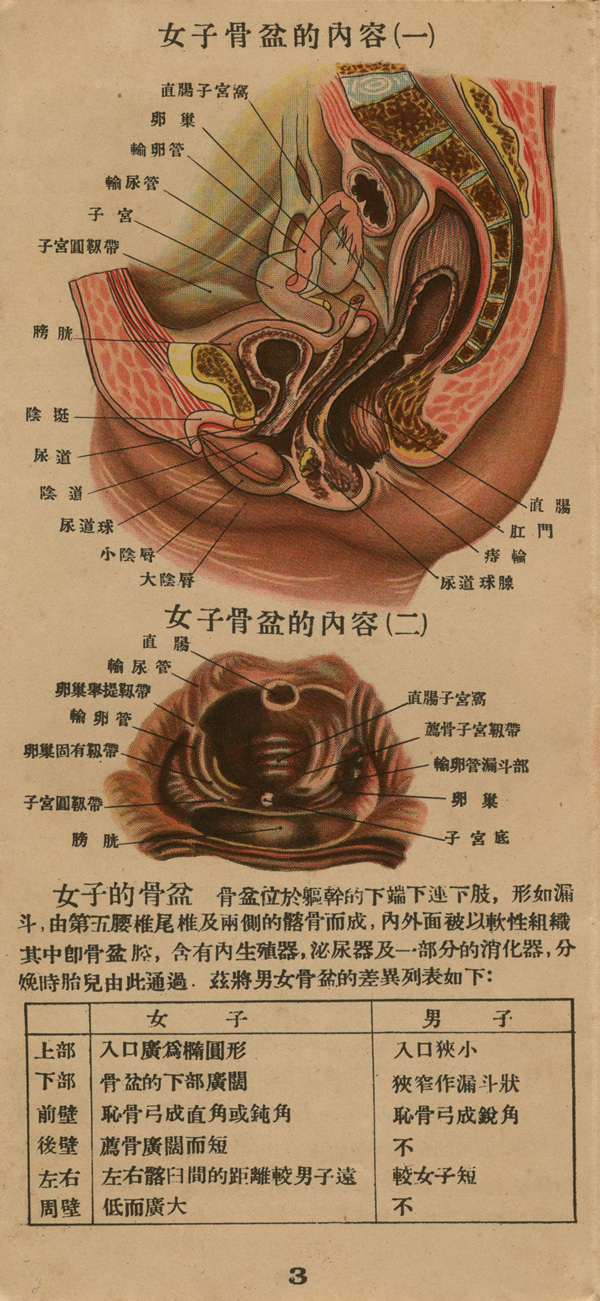 Page of text from a fold-out booklet with anatomical illustrations of the female reproductive anatomy