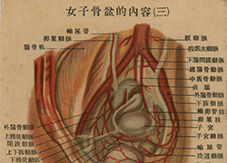 Page of text from a fold-out booklet with anatomical illustrations of the female reproductive anatomy