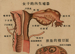 Page of text from a fold-out booklet with anatomical illustrations of the female reproductive anatomy