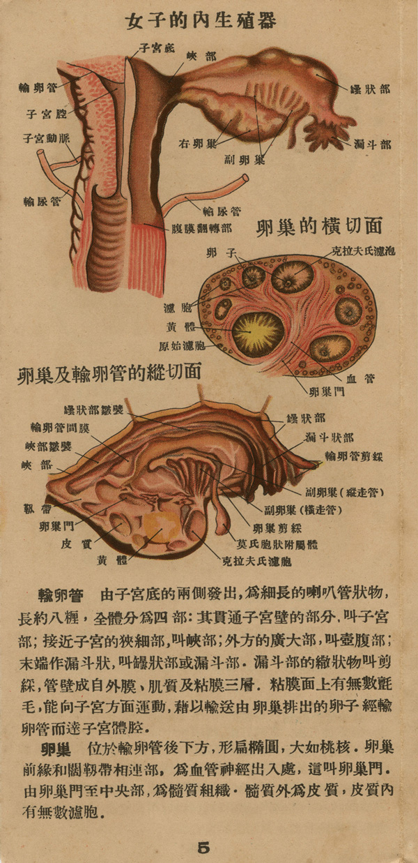 Page of text from a fold-out booklet with anatomical illustrations of the female reproductive anatomy