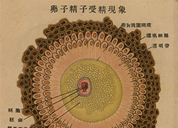 Page of text from a fold-out booklet with anatomical illustrations of the female reproductive anatomy