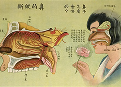 Anatomical poster with illustrations of the human nose and tongue and text