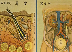 Anatomical poster with illustrations and text