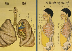 Anatomical poster with illustrations and text