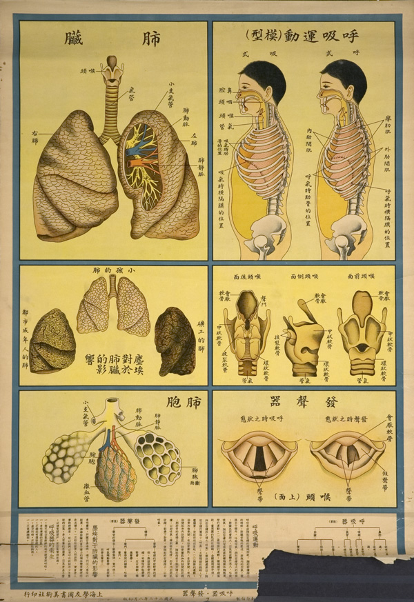 Anatomical poster with illustrations and text