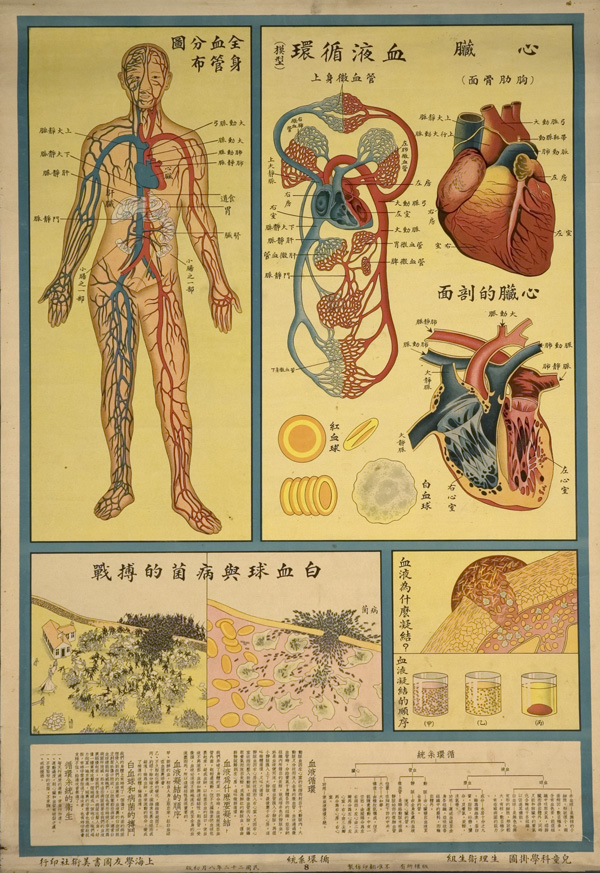 Anatomical poster with illustrations and text