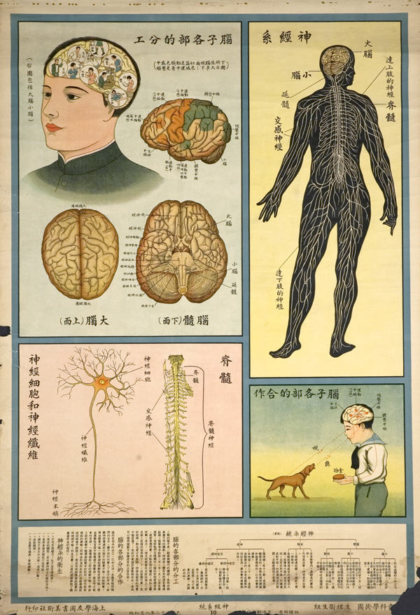 Anatomical poster with illustrations and text