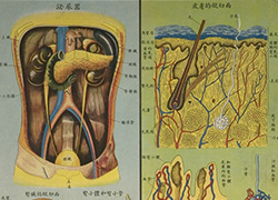 Anatomical poster with illustrations and text