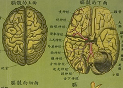 Anatomical poster with illustrations and text