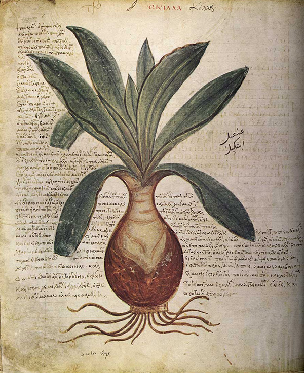 Page from a facsimile of a manuscript by Dioscorides known as <i>Codex Vindobonensis</i> showing an onion in the center of the page surrounded by text in Greek with some words in Arabic