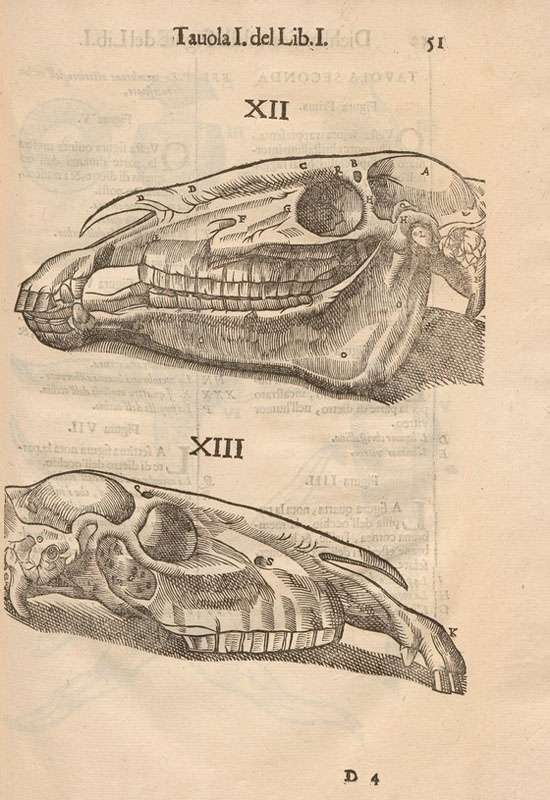 Woodcut of two horse skulls, one facing left with jawbone attached the other facing right without jawbone.