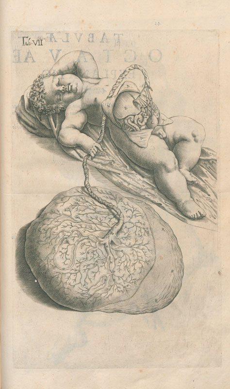 Copperplate engraved illustration of a newborn human baby lying on its back with umbilical cord attached to large placenta.