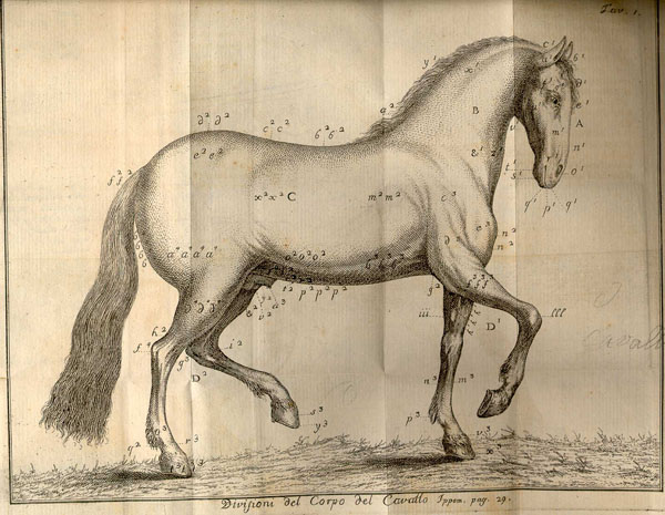 Copperplate engraving of a horse with letters and numbers referencing anatomical features.