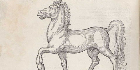 Woodcut illustration of two horses, in upper part of the page is a horse facing left with uplifted front left foot and tail, at bottom a horse facing right with all four feet on the ground.