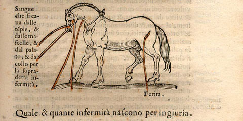 Woodcut illustration set in the text showing a horse with cuts releasing blood from its face, neck and hip.