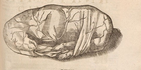 Woodcut illustrations of two fetal horses, the upper horse still in its placenta, the lower one outside placenta but still in fetal position with umbilical cord exposed.