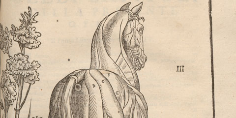 Woodcut anatomical illustration of a horse viewed from behind showing exposed musculature in a landscape with stars.